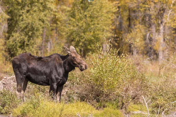 秋に牛ムース — ストック写真