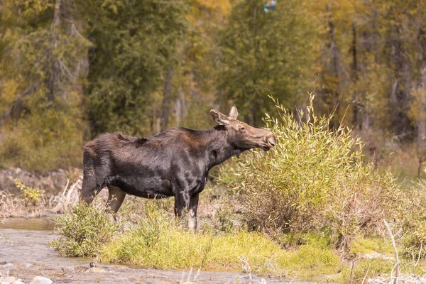 Cow Moose in Fall — Stock Photo, Image