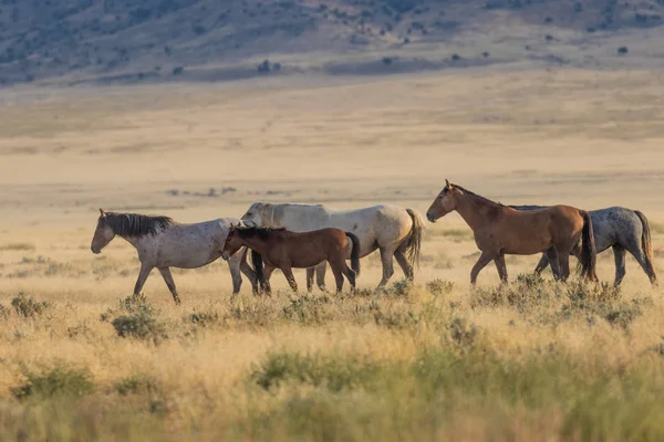 Herd of Wild Horses — Stock Photo, Image