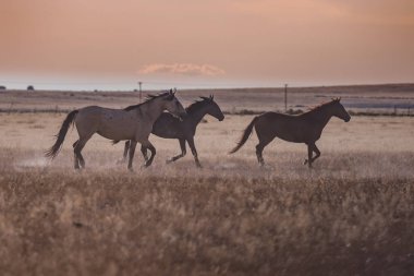 gün batımında Vahşi atlar