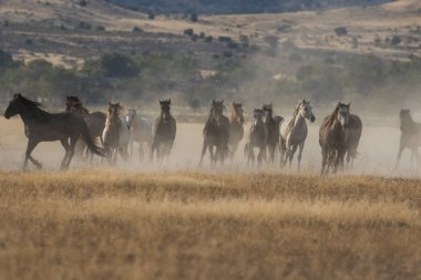 Vahşi atların koşu