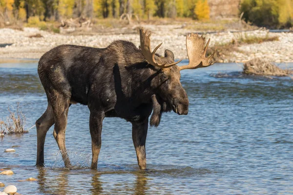 Bull Moose Διασχίζοντας ένα ποτάμι — Φωτογραφία Αρχείου