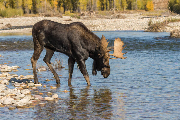 Bull Moose Crossing a River