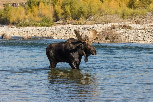 Bull Moose Διασχίζοντας ένα ποτάμι — Φωτογραφία Αρχείου