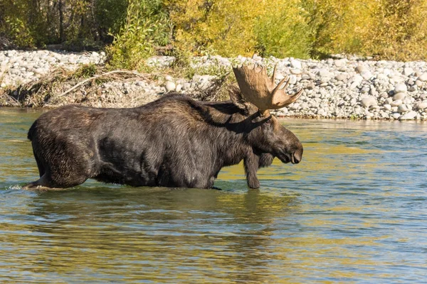 Bull Moose Crossing a River — Stock Photo, Image