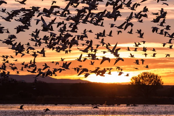 Snow Geese Flying at sunrise — Stock Photo, Image