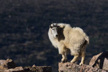 Dağ keçisi yüksek ülkede