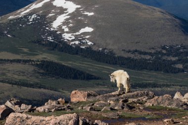 Dağ keçisi yüksek ülkede
