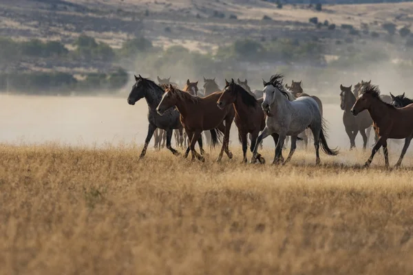 Wild Horses Running — Stock Photo, Image