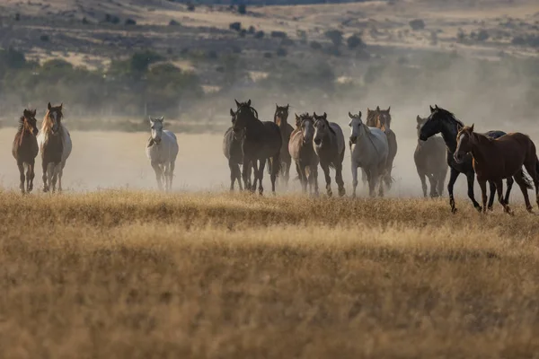Divocí koně běží — Stock fotografie