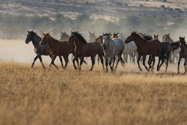 Divocí koně běží — Stock fotografie