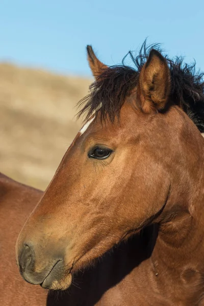 Retrato de cavalo selvagem — Fotografia de Stock