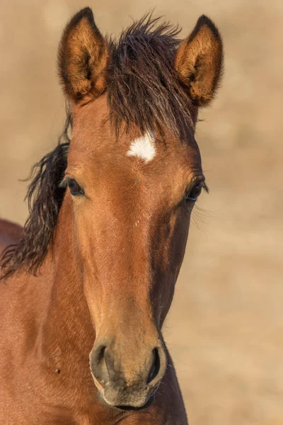 Retrato de cavalo selvagem — Fotografia de Stock