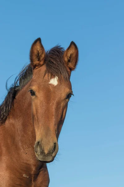 Wildpferdeporträt — Stockfoto