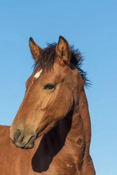 野生の馬の肖像画 — ストック写真