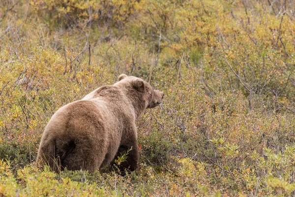 Oso pardo en Alaska — Foto de Stock