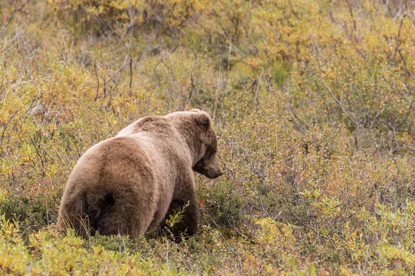 Urso Grizzly no Alasca — Fotografia de Stock