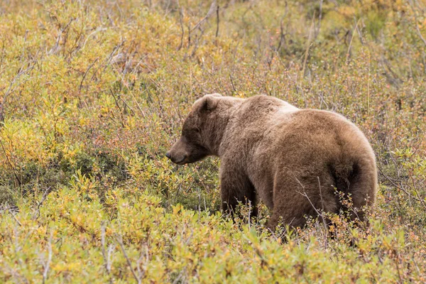 Orso Grizzly in Alaska — Foto Stock