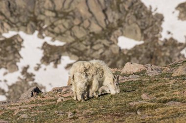 Dağ keçisi dadı ve genç
