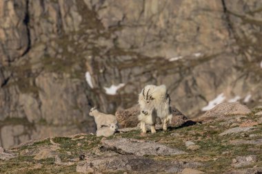 Dağ keçisi dadı ve genç