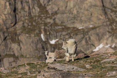 Dağ keçisi dadı ve genç