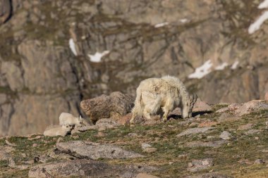 Dağ keçisi dadı ve genç
