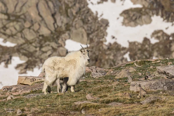 Cabra de montaña Niñera y Joven —  Fotos de Stock
