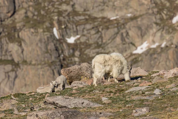 Dağ keçisi dadı ve genç