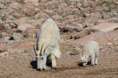 dağ keçisi dadı ve çocuk