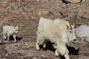 dağ keçisi dadı ve çocuk