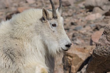 İçinde Alp dağ keçisi