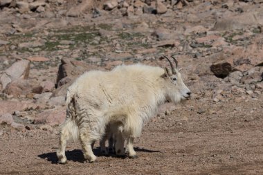 İçinde Alp dağ keçisi