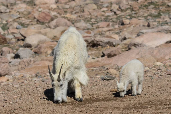 dağ keçisi dadı ve çocuk