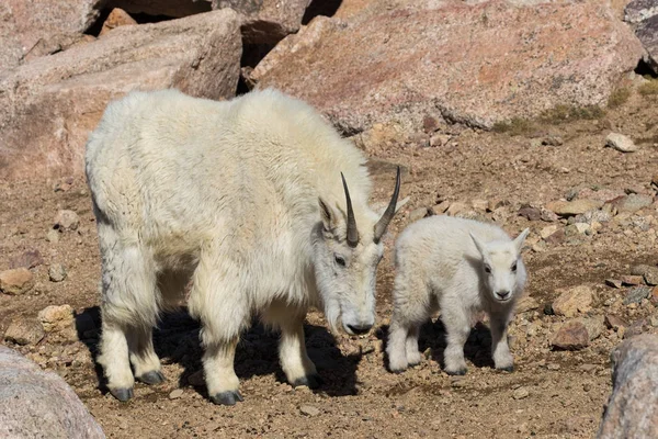 Няня и малыш горной козы — стоковое фото
