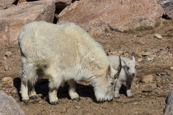 Няня и малыш горной козы — стоковое фото