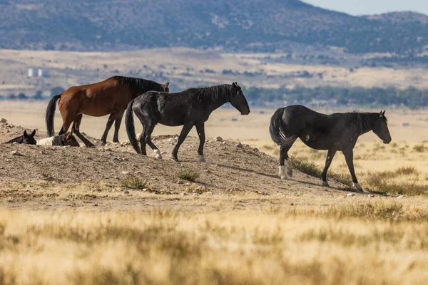 Wild Horses in Utah — Stock Photo, Image