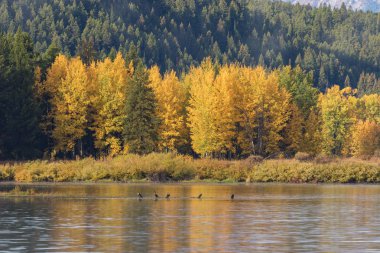 doğal sonbahar manzarası