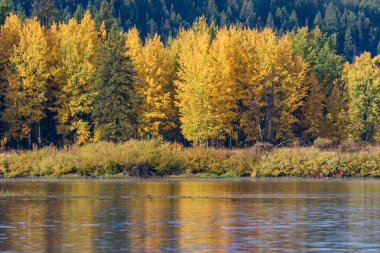 doğal sonbahar manzarası