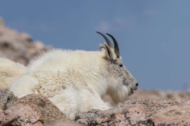 Dağ keçisi Mount Evans Colorado üzerinde