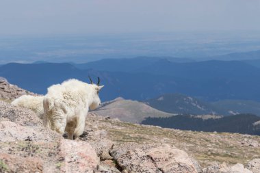 Dağ keçisi Mount Evans Colorado üzerinde