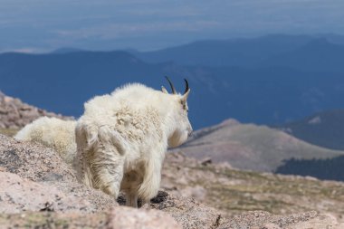 Dağ keçisi Mount Evans Colorado üzerinde