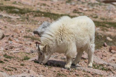 Dağ keçisi Mount Evans Colorado üzerinde