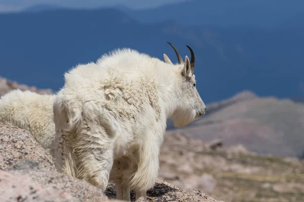 Bergsget på Mount Evans Colorado — Stockfoto