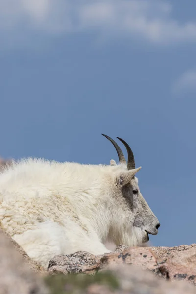 Hegyi kecske a Mount Evans Colorado — Stock Fotó