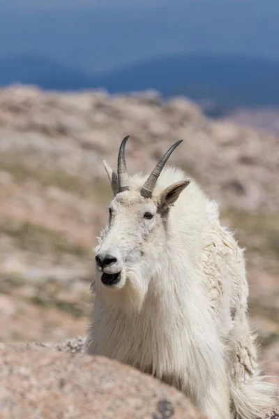 Cabra de montaña en el Monte Evans Colorado —  Fotos de Stock