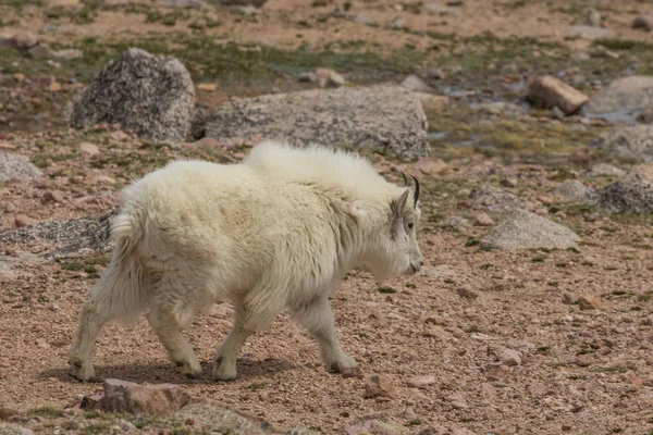 Hegyi kecske a Mount Evans Colorado — Stock Fotó