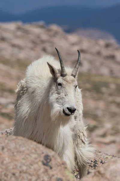 Cabra de montanha no Monte Evans Colorado — Fotografia de Stock