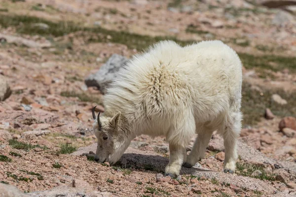 Снігова Коза на горі Еванс Колорадо — стокове фото