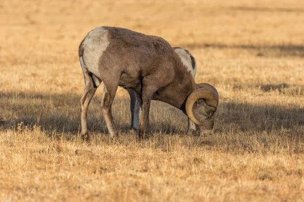 Bighorn овец оперативной памяти — стоковое фото