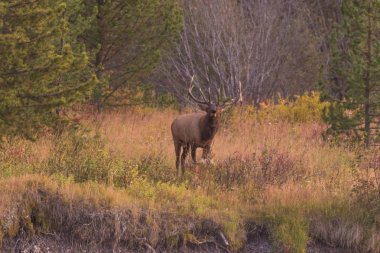 Bull Elk in the Fall Rut clipart